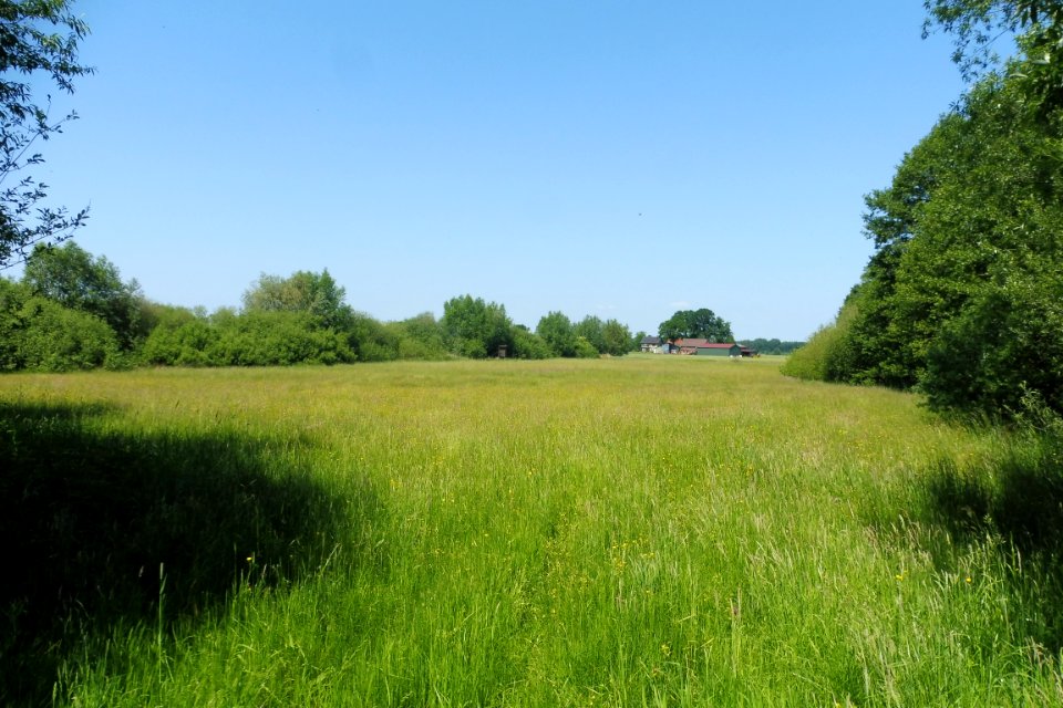 Thüle - Barbruch - 6