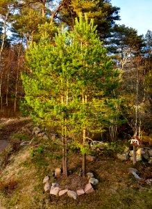 Three small pines and a bird feeder