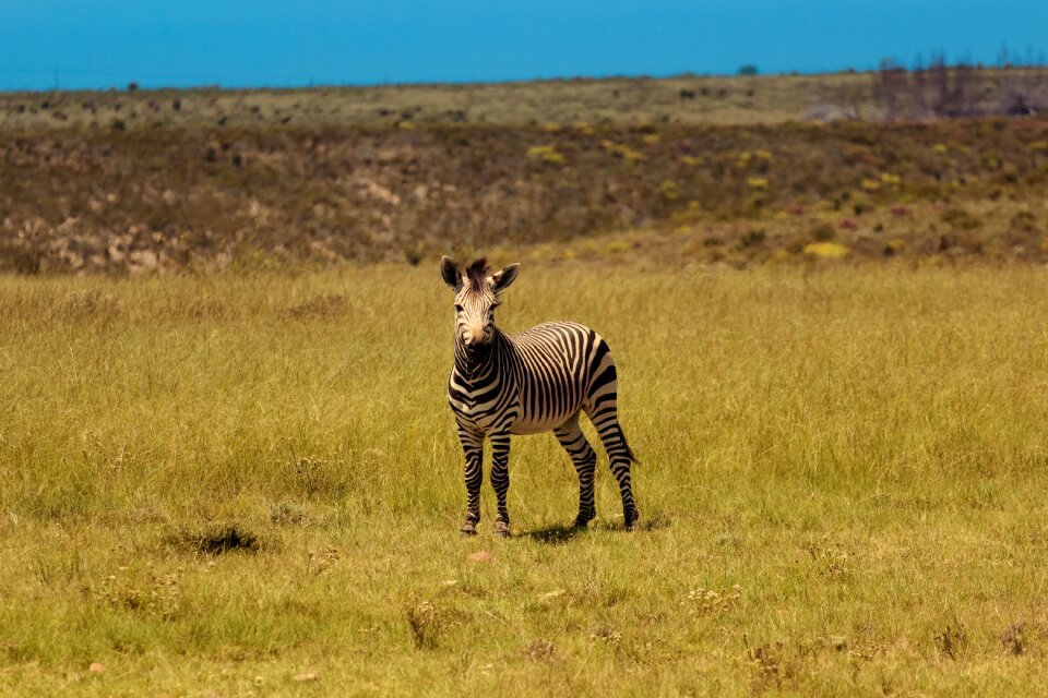 Nature animal south