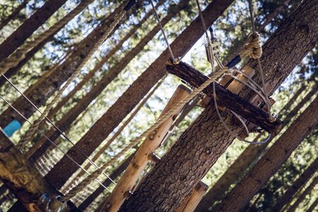 Climbing forest forest high