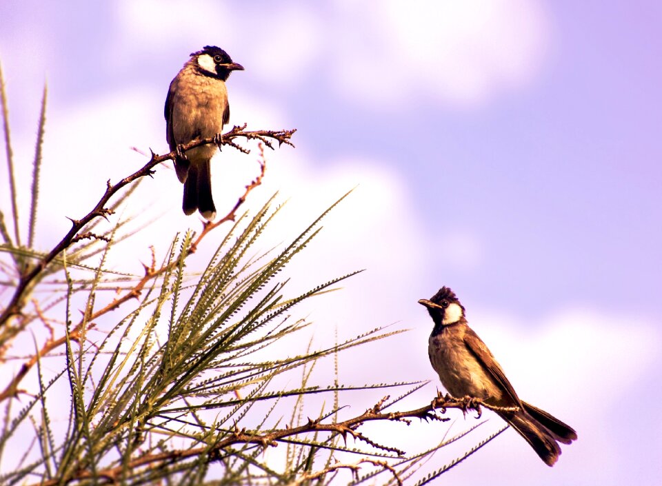 Animal nature tree photo