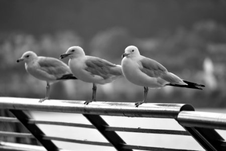Three Seagulls (221304421) photo
