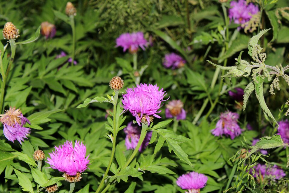 Plant green summer