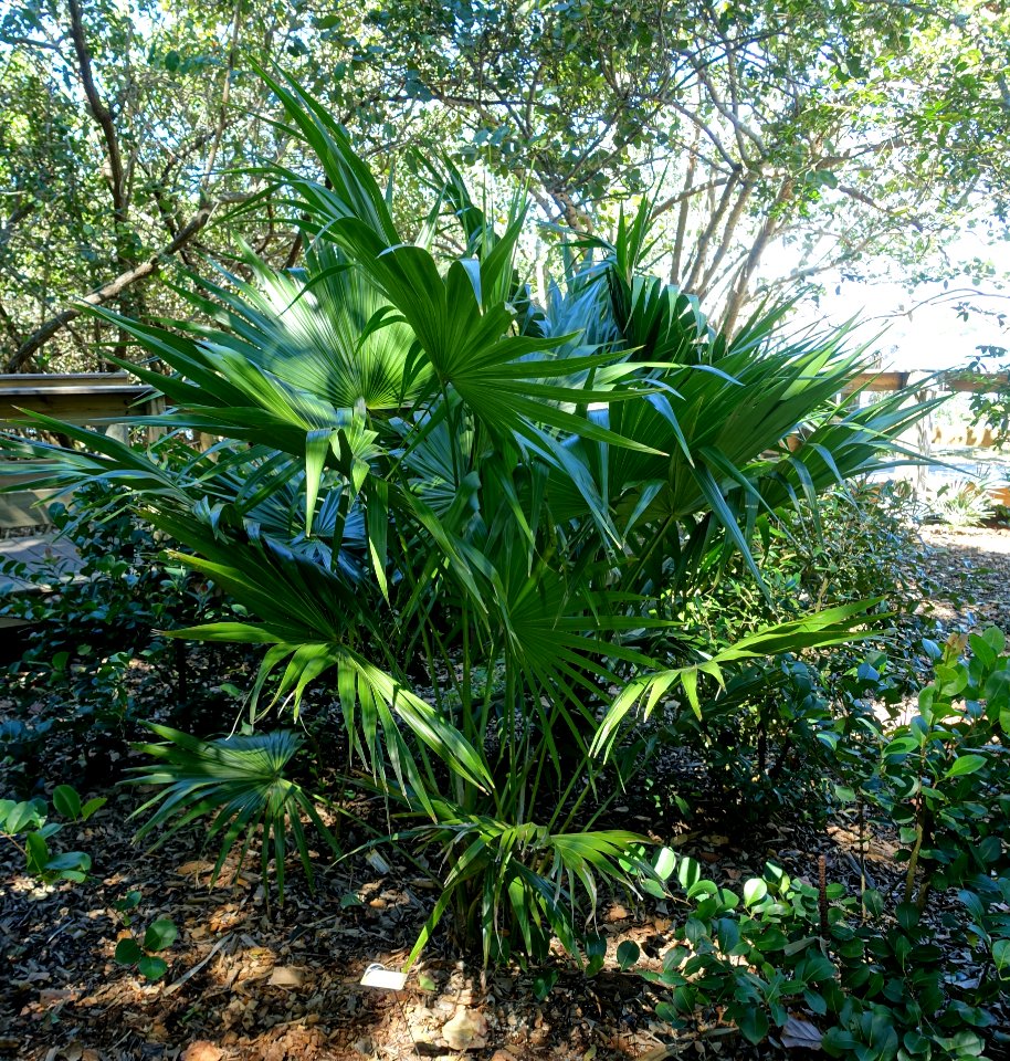 Thrinax radiata - Marie Selby Botanical Gardens - Sarasota, Florida - DSC01400