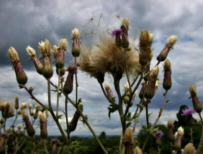 Thistles, Matfield, Kent 2