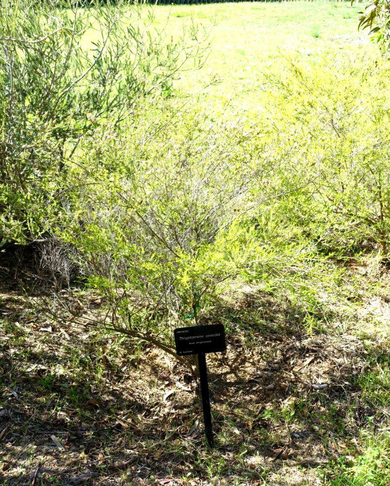 Thryptomene saxicola - Jardín Botánico de Barcelona - Barcelona, Spain - DSC09005