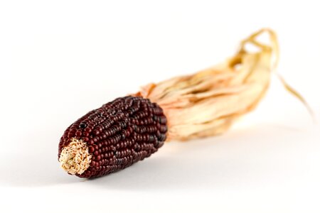 Plant corn cultivation corn on the cob