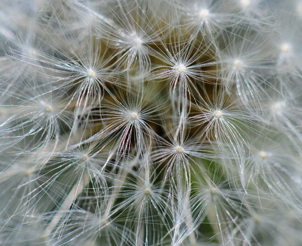 Macro plant nature