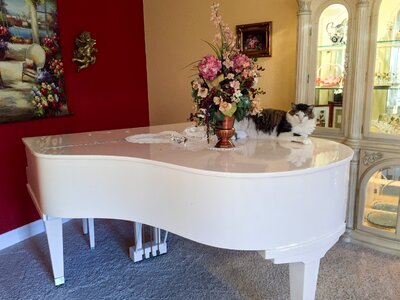 Domestic white pet