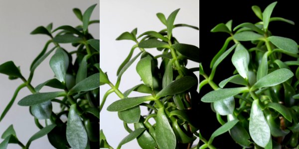 Three type of lights for photographing house plants
