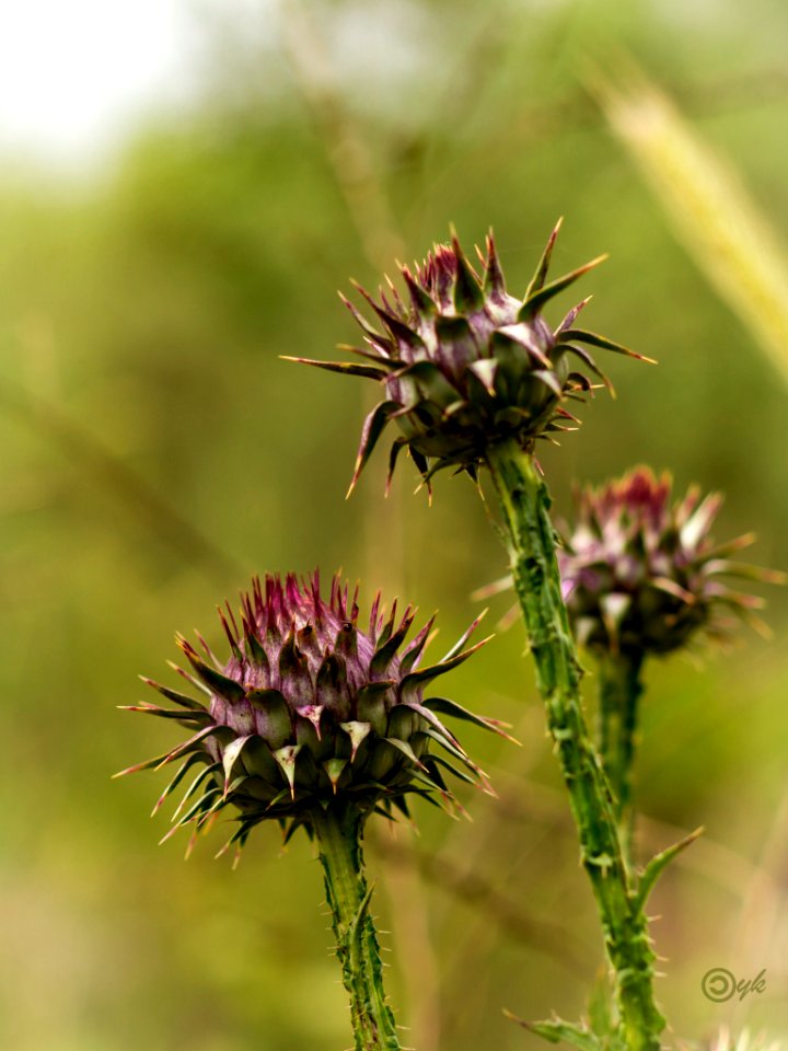 Thistle (155588329)