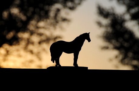 Horse sunset barn photo