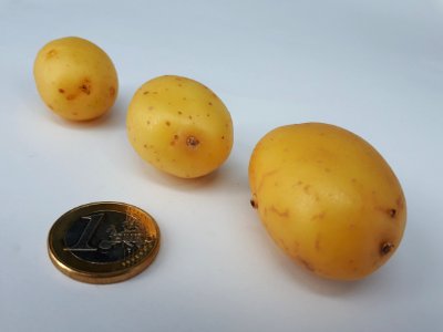 Three small potatoes 2017 C photo
