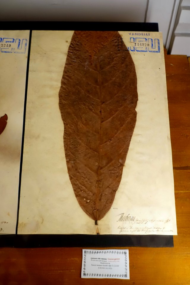 Theobroma sp. - Museu da Ciência da Universidade de Coimbra - University of Coimbra - Coimbra, Portugal - DSC09297