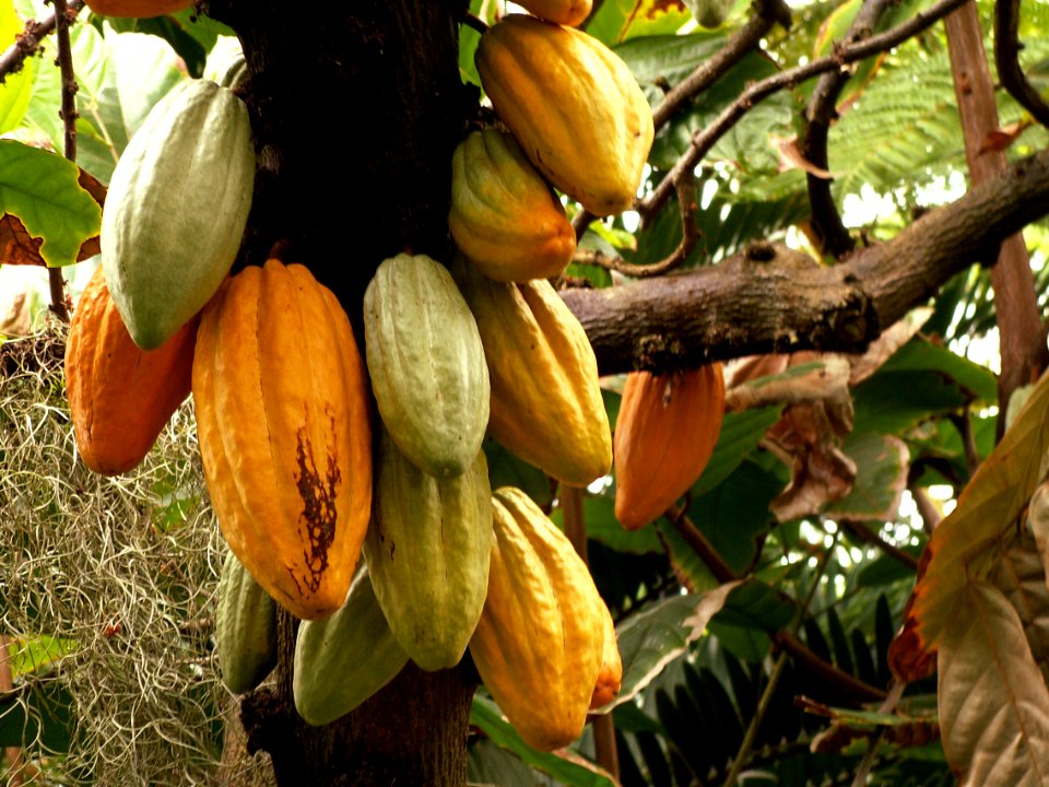 Theobroma cacao, 2015-03-13, Phipps Conservatory, 01