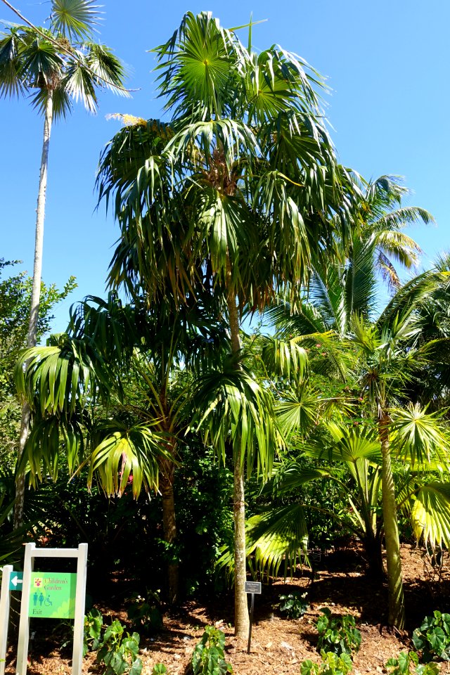 Thrinax radiata - Naples Botanical Garden - Naples, Florida - DSC09725