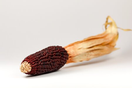 Plant corn cultivation corn on the cob