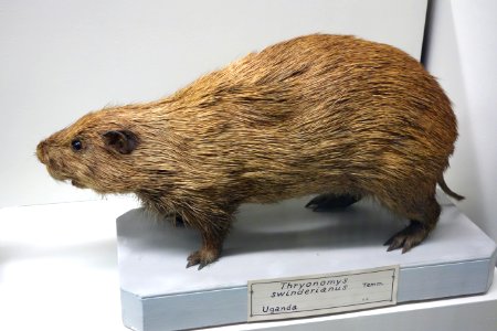 Thryonomys swinderianus - Museo Civico di Storia Naturale Giacomo Doria - Genoa, Italy - DSC02839