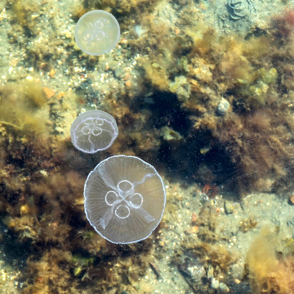 Three moon jellyfishes at Sämstad