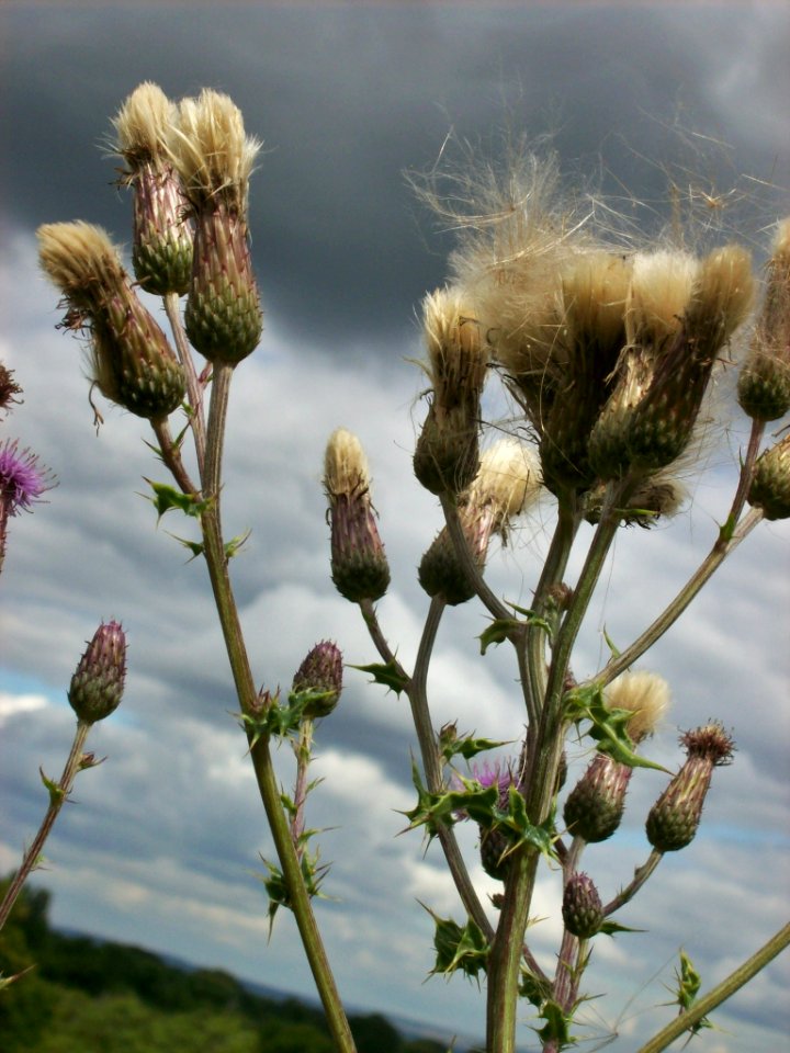 Thistles, Matfield, Kent 1