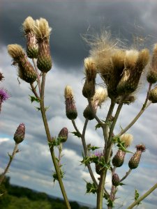 Thistles, Matfield, Kent 1