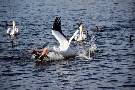 Dramatic attack splash photo