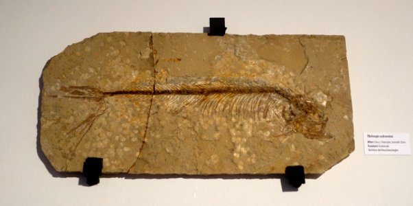 Thrissops subovatus - Naturhistorisches Museum, Braunschweig, Germany - DSC05186