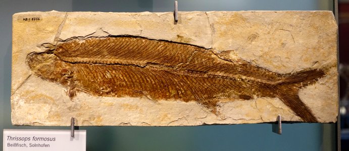 Thrissops formosus - Museum fur Naturkunde, Berlin - DSC09986