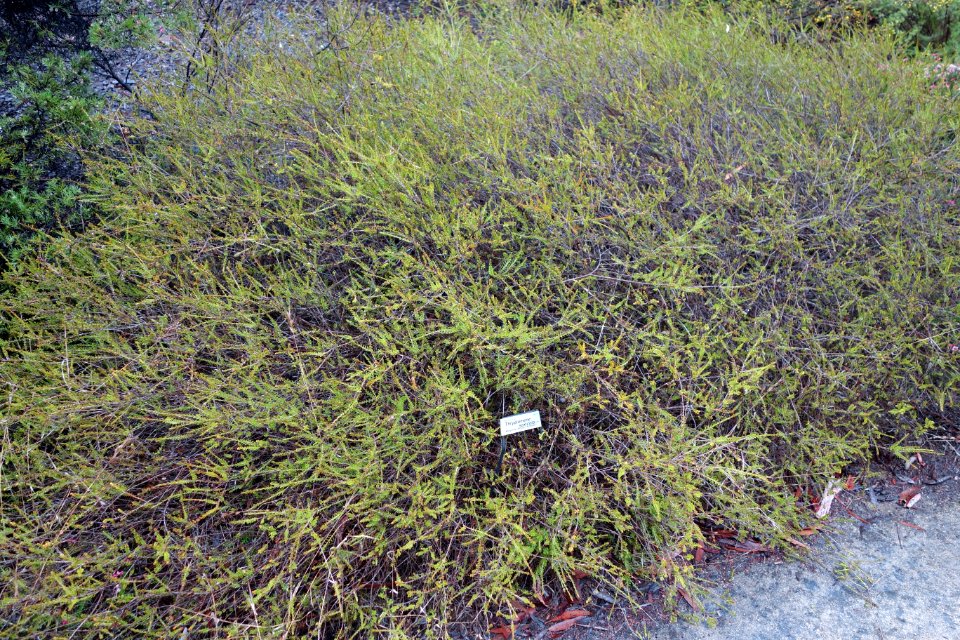 Thryptomene saxicola - UC Santa Cruz Arboretum - DSC07349