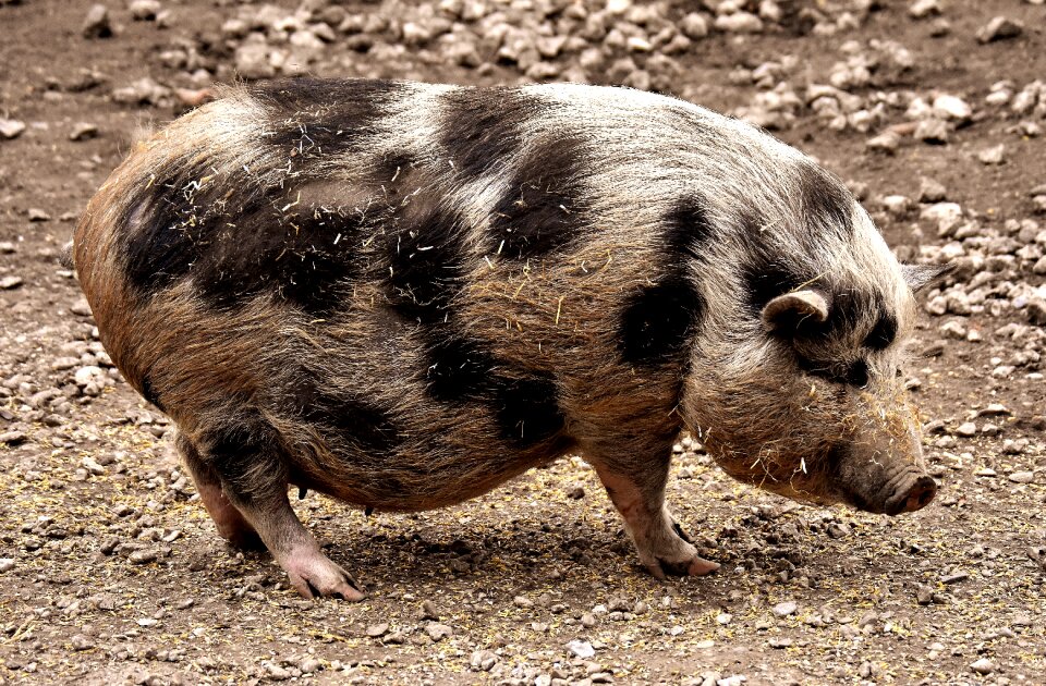 Pig piglet animal world