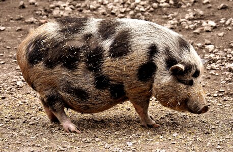 Pig piglet animal world