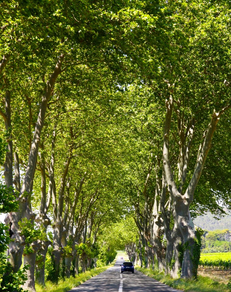 Countryside scenery foliage