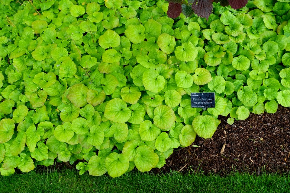 Thlaspi macrophyllum (Pachyphragma macrophyllum) - RHS Garden Harlow Carr - North Yorkshire, England - DSC01559