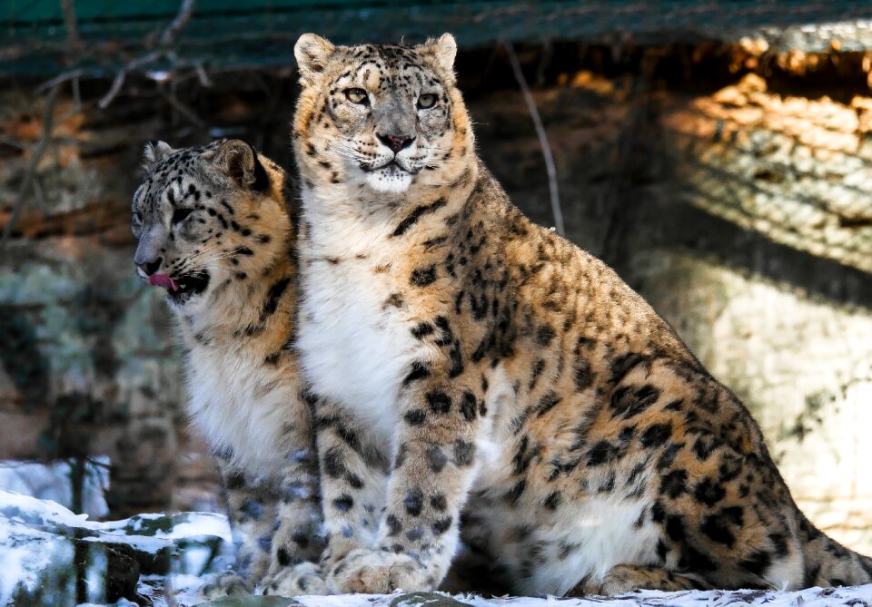 Big cat cat zoo photo