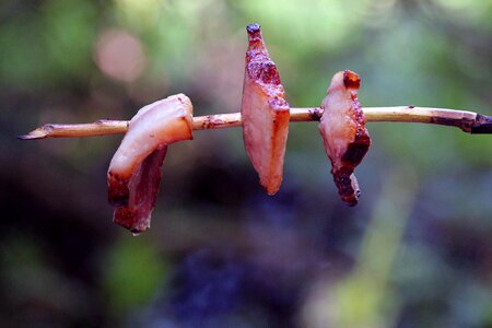 Fire meat stick