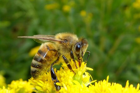 Bees nature macro photo