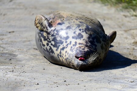 Crawl animals helgoland