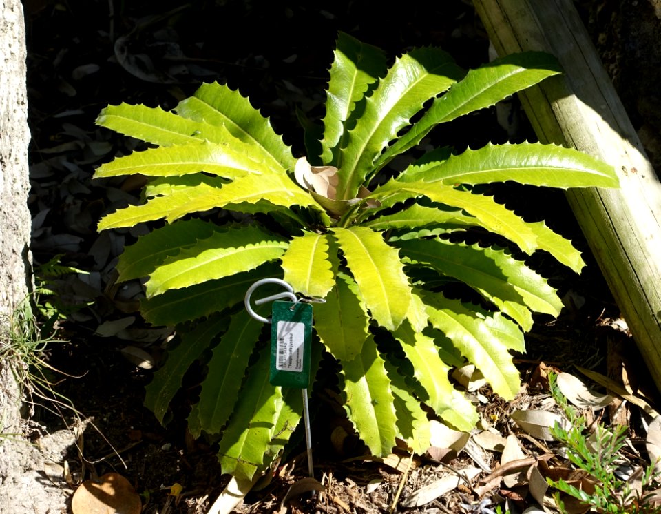 Theophrasta jussieui - Naples Botanical Garden - Naples, Florida - DSC09930