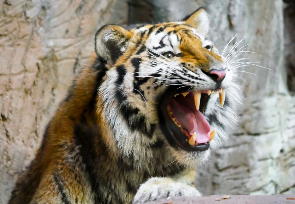 Predator dangerous close up