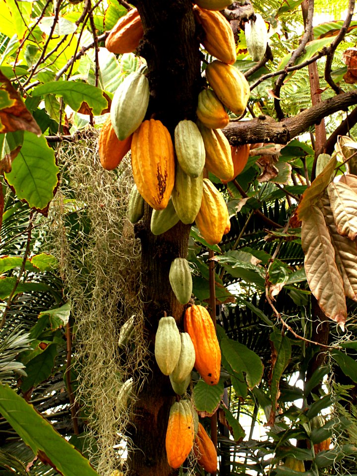 Theobroma cacao, 2015-03-13, Phipps Conservatory, 02
