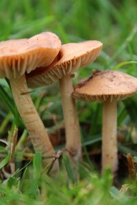 Mushrooms rush lamellar