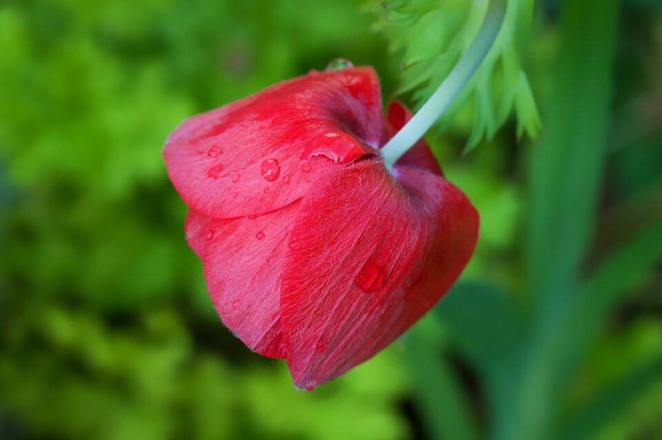 Bloom red drop of water
