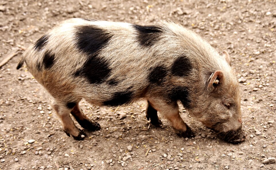 Piglet animal world dirty
