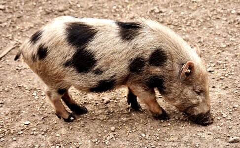 Piglet animal world dirty