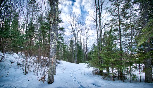 Through The Woods (243134749)