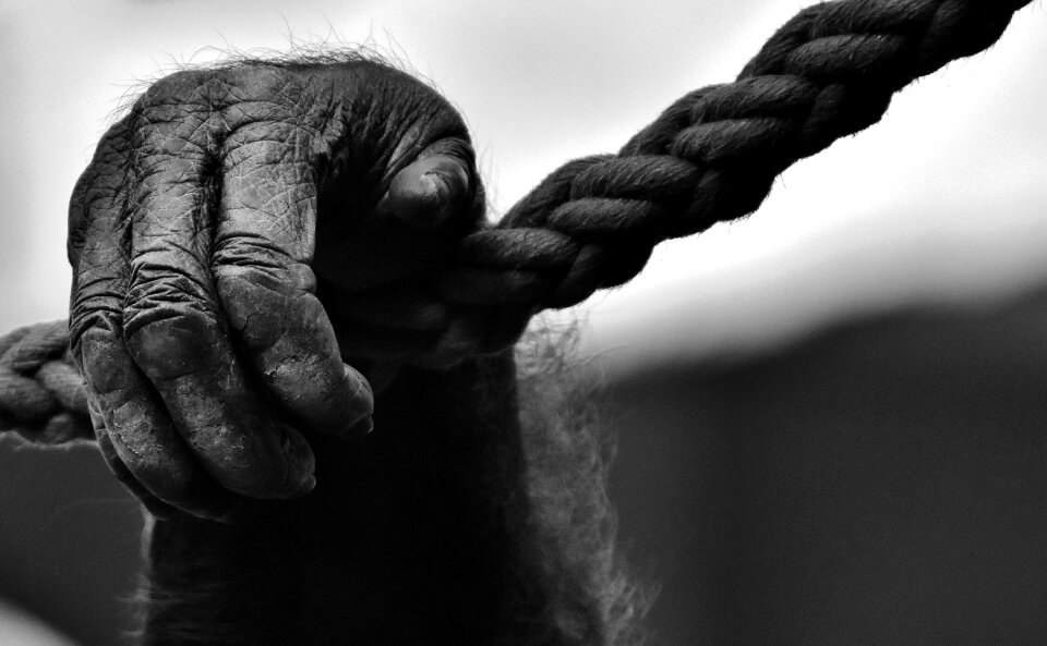 Animal world black and white animal