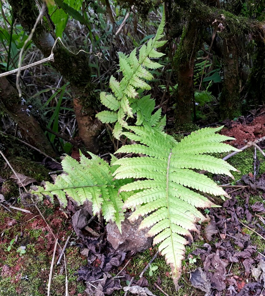 Thelypteris dentata, perto da estação Eugênio Lefevre 1