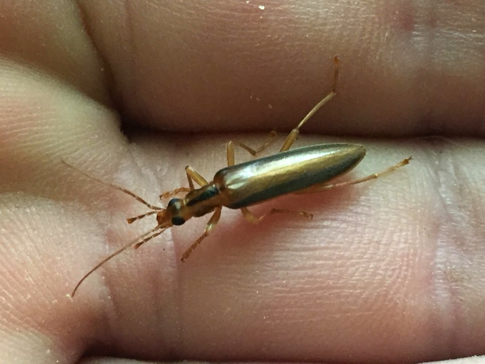 Thelyphassa lineata 29747282