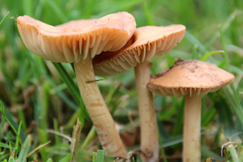 Mushrooms rush lamellar
