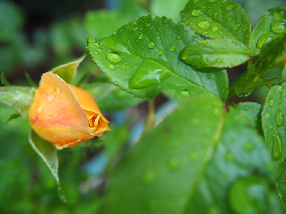 Flower nature leaves